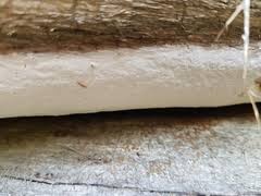 Attēlu rezultāti vaicājumam “Antrodia crassa”