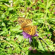 Attēlu rezultāti vaicājumam “Boloria titania underside”