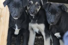 Image result for site:buyreklama.ru/*