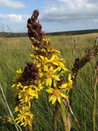 Attēlu rezultāti vaicājumam “Ligularia sibirica leaf”