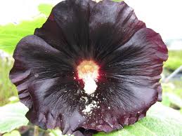 Image result for Alcea rosea nigra