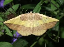 Attēlu rezultāti vaicājumam “Eulithis sp.”