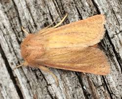 Attēlu rezultāti vaicājumam “Chortodes fluxa”