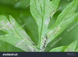 Attēlu rezultāti vaicājumam “Epermeniidae”