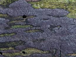 Attēlu rezultāti vaicājumam “Hypoxylon vogesiacum”