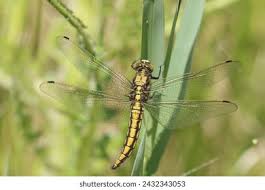 Attēlu rezultāti vaicājumam “Orthetrum cancellatum male”