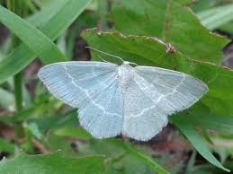 Attēlu rezultāti vaicājumam “Chlorissa viridata”