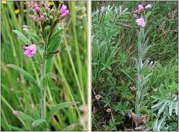 Attēlu rezultāti vaicājumam “Epilobium parviflorum”