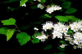 Attēlu rezultāti vaicājumam “Spiraea chamaedryfolia”
