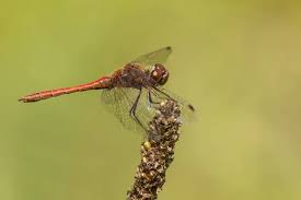 Attēlu rezultāti vaicājumam “Sympetrum vulgatum male”