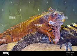 Attēlu rezultāti vaicājumam “Reptilia”