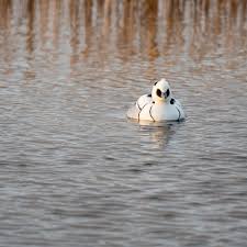 Attēlu rezultāti vaicājumam “Mergus albellus”