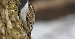 Attēlu rezultāti vaicājumam “Certhia familiaris adult”