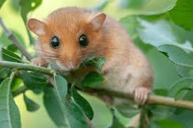 Attēlu rezultāti vaicājumam “Muscardinus avellanarius”