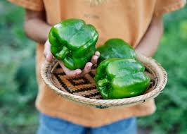 Afbeeldingsresultaat voor giant 3 sweet pepper
