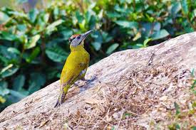 Attēlu rezultāti vaicājumam “Picus canus female”