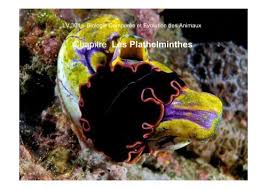 Attēlu rezultāti vaicājumam “Plathelminthes”