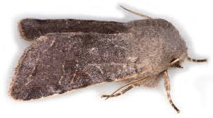 Attēlu rezultāti vaicājumam “Orthosia incerta”