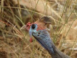 Attēlu rezultāti vaicājumam “Numida meleagris adult”