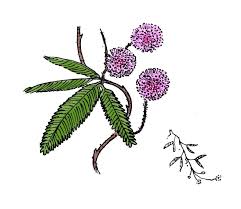 Image result for pohon semalu images