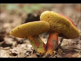 Attēlu rezultāti vaicājumam “Xerocomus rubellus”