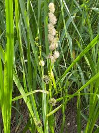 Attēlu rezultāti vaicājumam “Sparganiaceae”