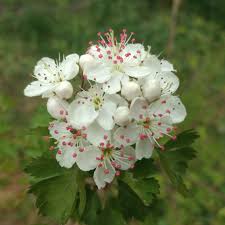 Attēlu rezultāti vaicājumam “Crataegus macracantha flower”
