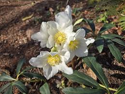 Attēlu rezultāti vaicājumam “Helleborus niger”