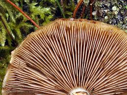 Attēlu rezultāti vaicājumam “Pholiota heteroclita”