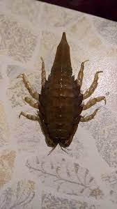 Attēlu rezultāti vaicājumam “Saduria entomon”