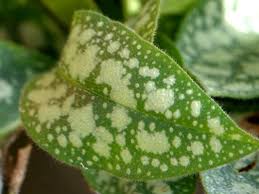 Attēlu rezultāti vaicājumam “Pulmonaria saccharata leaf”