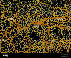 Attēlu rezultāti vaicājumam “Badhamia utricularis plasmodium”