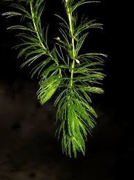 Attēlu rezultāti vaicājumam “Ceratophyllum submersum leaf”