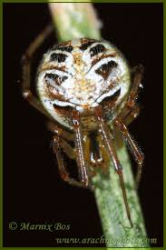 Attēlu rezultāti vaicājumam “Phylloneta sp.”