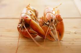 yabbies