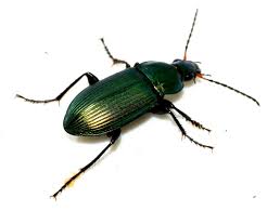 Attēlu rezultāti vaicājumam “Poecilus cupreus”