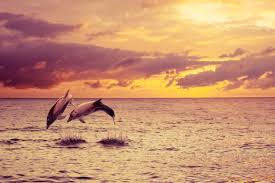 Afbeeldingsresultaat voor dolfijnen