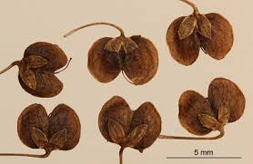 Attēlu rezultāti vaicājumam “Veronica scutellata fruit”