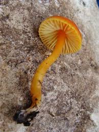 Attēlu rezultāti vaicājumam “Mucronella”