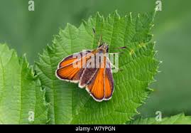Attēlu rezultāti vaicājumam “Thymelicus sylvestris female”