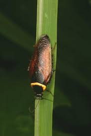 Attēlu rezultāti vaicājumam “Blattoptera”