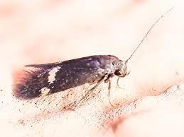 Attēlu rezultāti vaicājumam “Borkhausenia minutella”