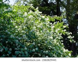 Attēlu rezultāti vaicājumam “Philadelphus coronarius leaf”