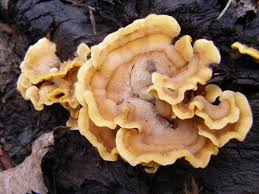 Attēlu rezultāti vaicājumam “Stereum fasciatum”