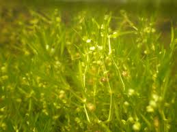 Attēlu rezultāti vaicājumam “Aloina rigida”