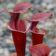 Attēlu rezultāti vaicājumam “Pertusaria flavida”