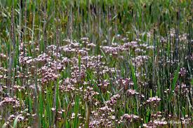 Attēlu rezultāti vaicājumam “Butomaceae”