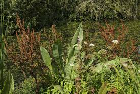 Attēlu rezultāti vaicājumam “Rumex hydrolapathum fruit”