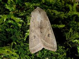 Attēlu rezultāti vaicājumam “Orthosia gracilis”