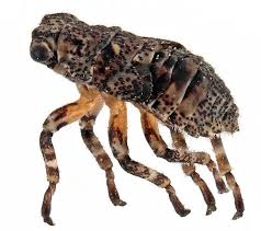 Attēlu rezultāti vaicājumam “Auchenorrhyncha”